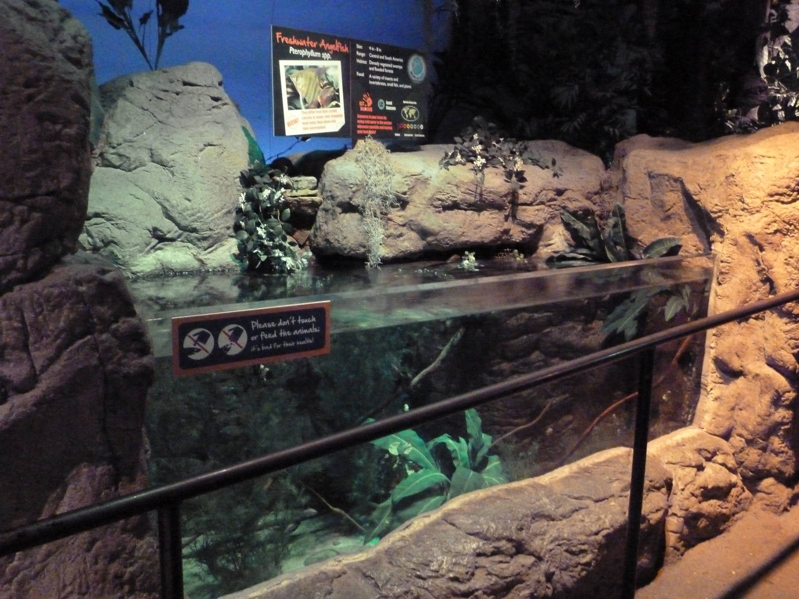 Freshwater Angelfish Exhibit