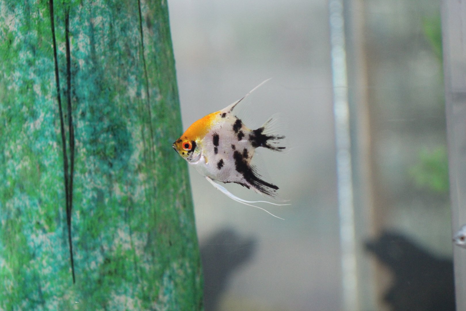 Freshwater Angelfish Morph