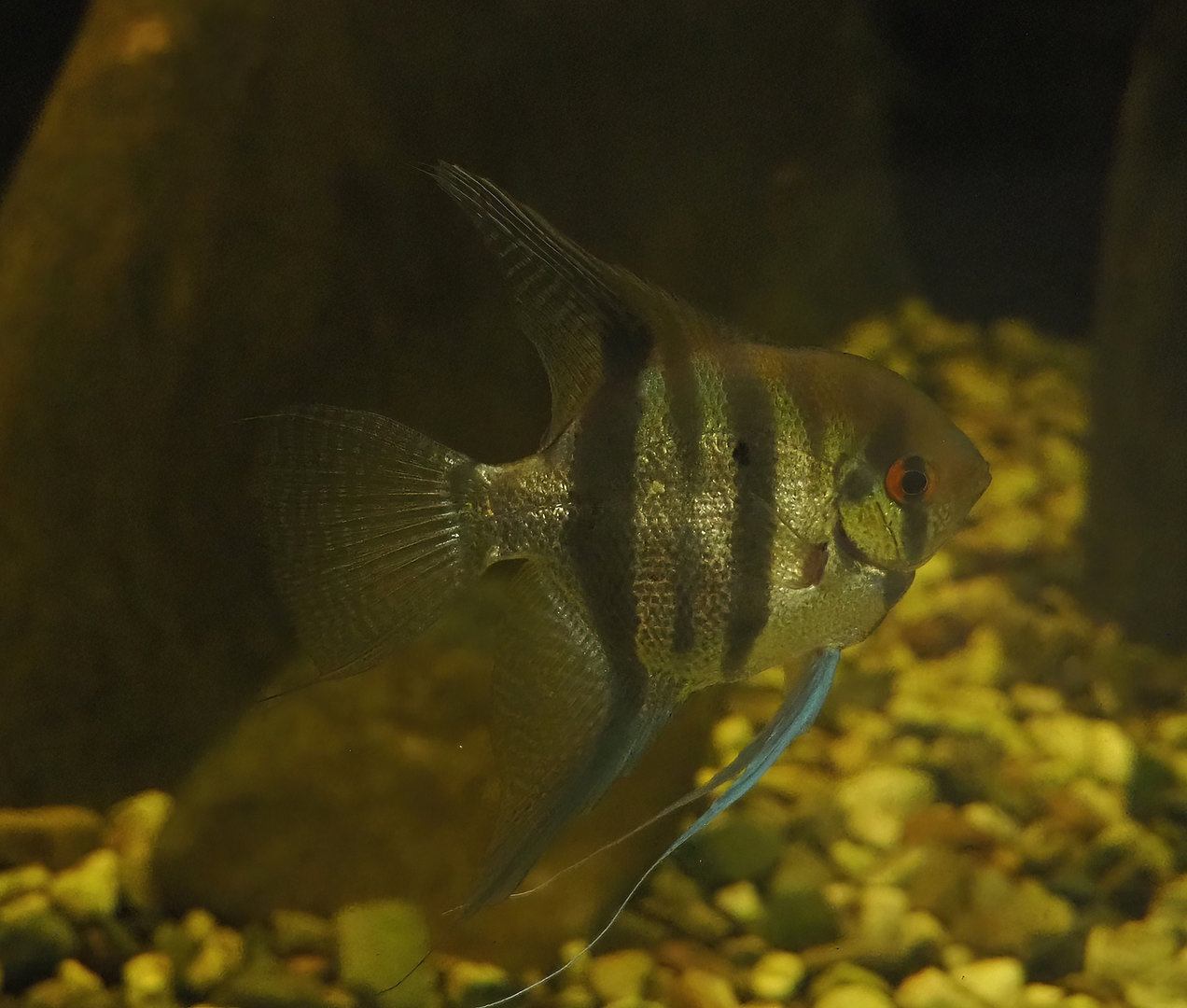Freshwater angelfish (Pterophyllum scalare), 2022-08-20