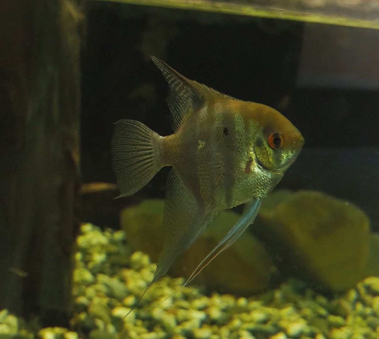 Freshwater angelfish (Pterophyllum scalare), 2023-07-18
