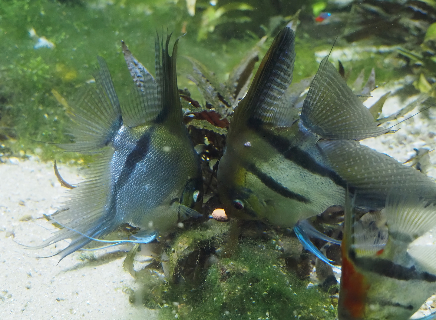 Freshwater angelfish (Pterophyllum scalare), 2024-03-09