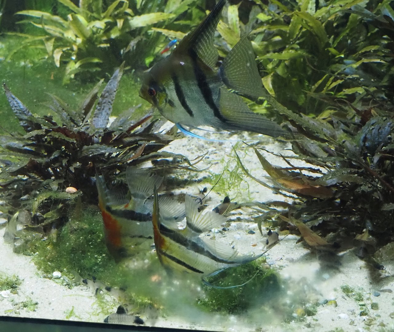 Freshwater angelfish (Pterophyllum scalare) and Panda Corydoras (Hoplisoma panda), 2024-03-09