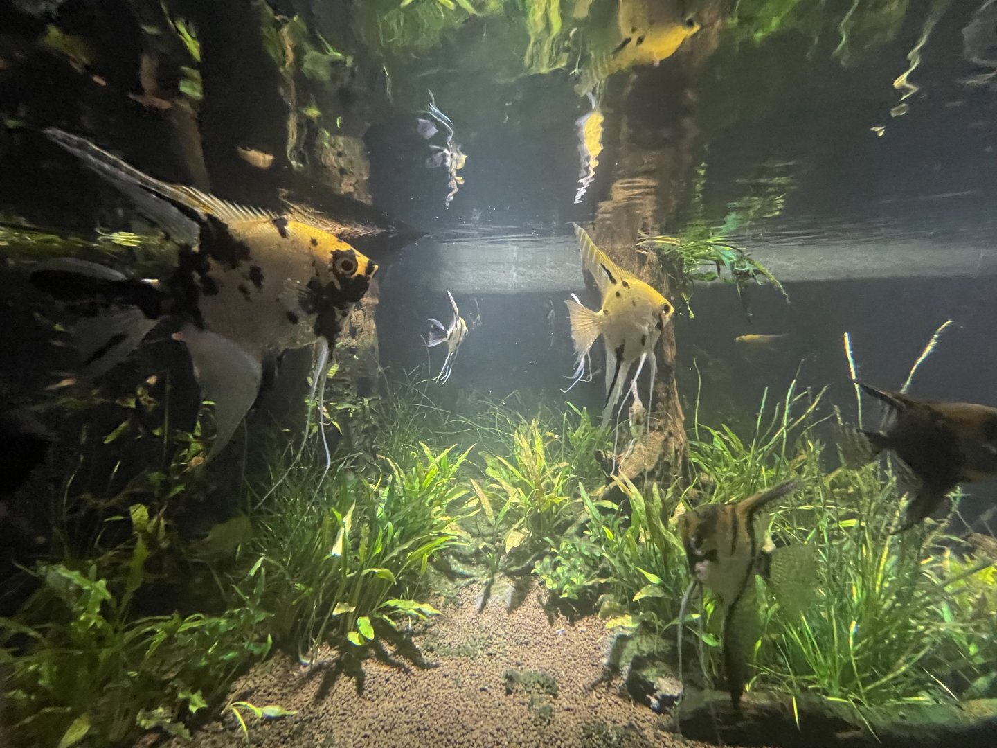 freshwater angelfish (pterophyllum scalare) - dunia air tawar