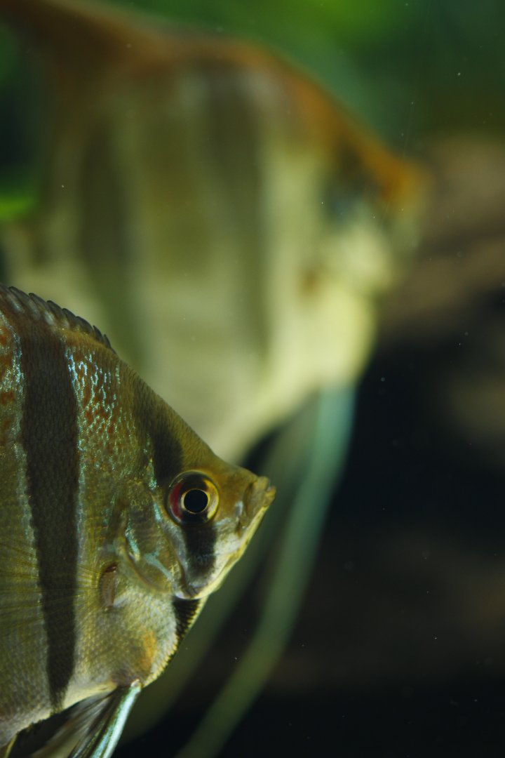 Freshwater angelfish (Pterophyllum scalare (?))