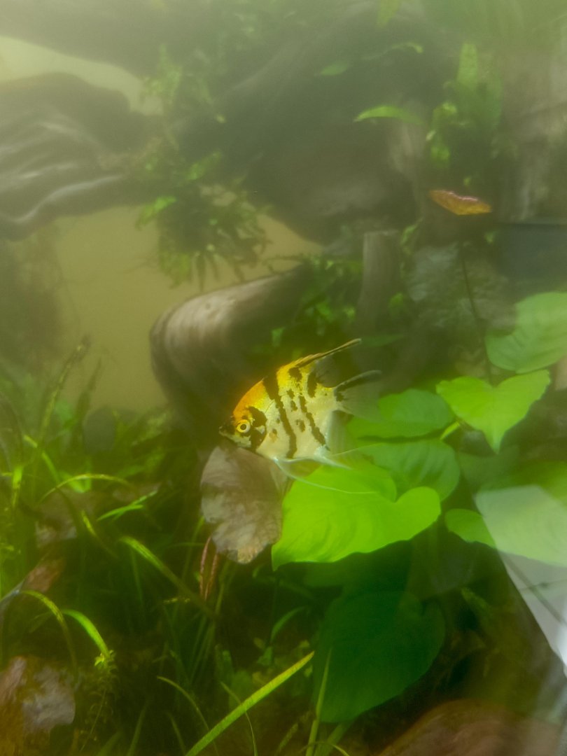 Freshwater Angelfish (Pterophyllum scalare)