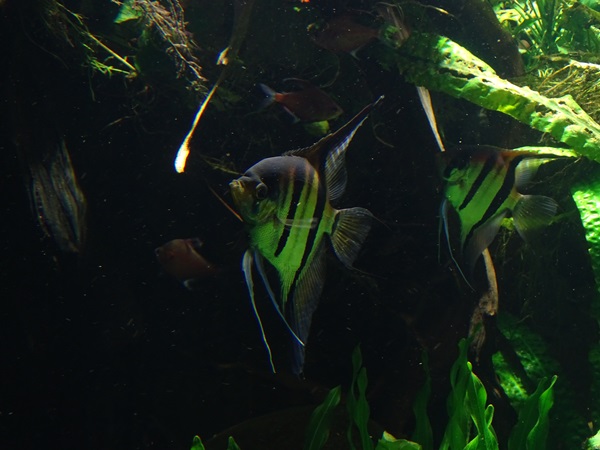 Freshwater angelfish (Pterophyllum scalare)