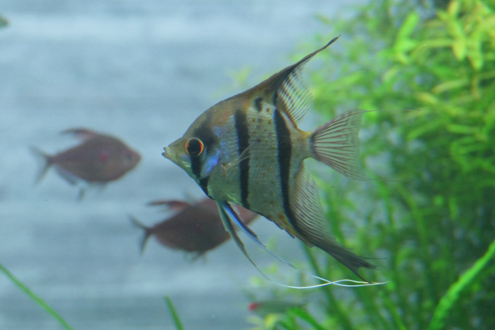 Freshwater Angelfish (Pterophyllum scalare)