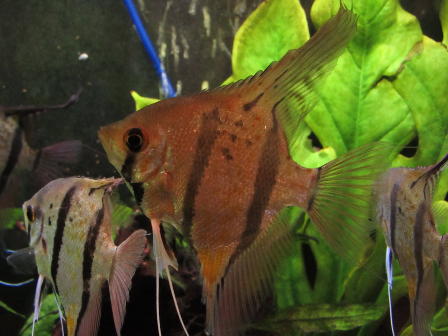 Freshwater Angelfish Pterophyllum scalare