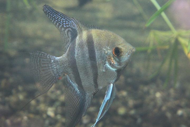 Freshwater angelfish (Pterophyllum scalare)