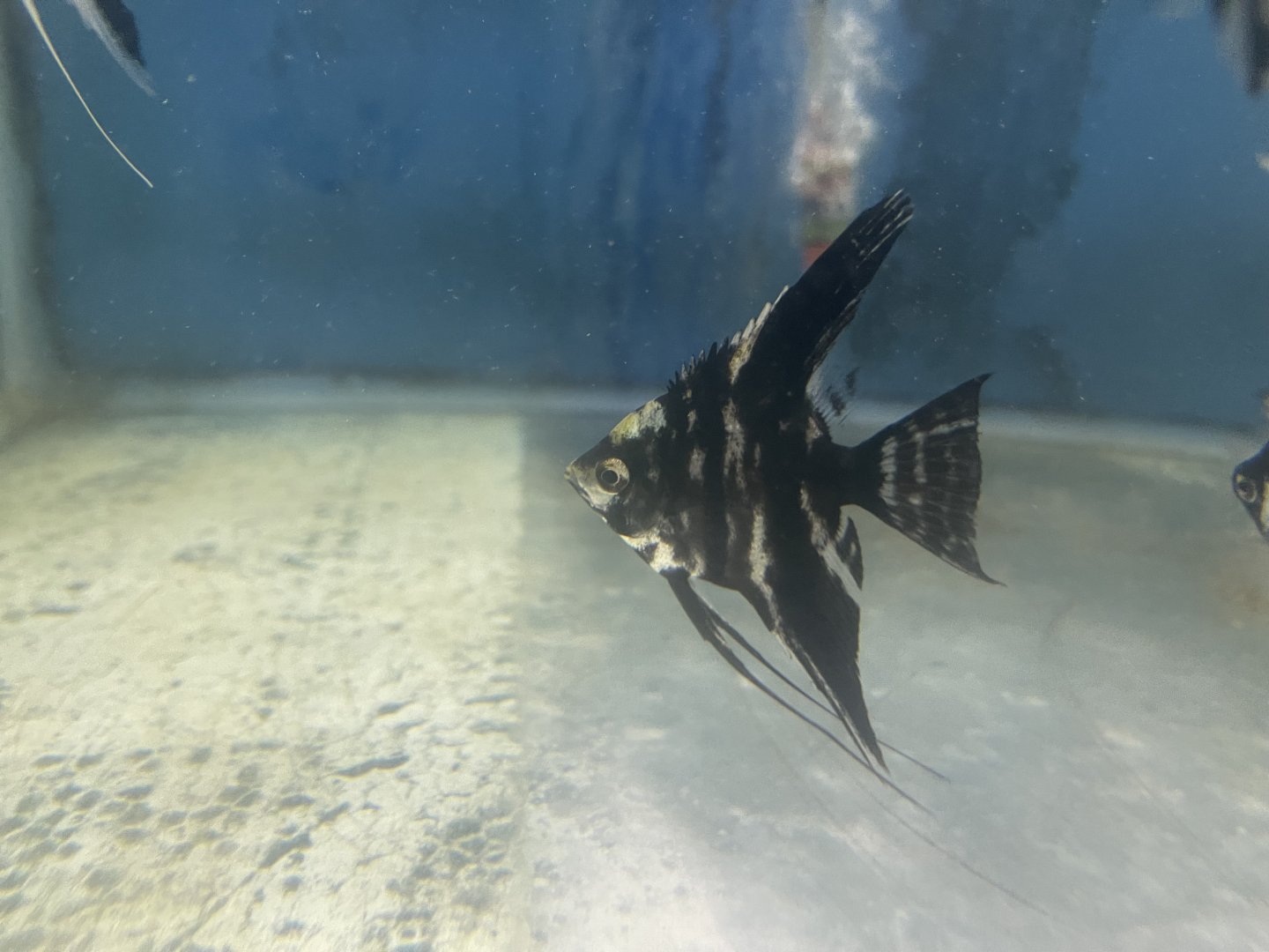 freshwater angelfish (pterophyllum sp.)