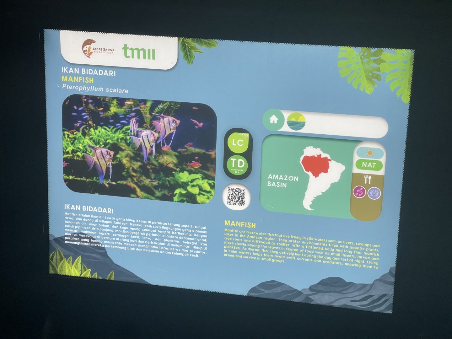 freshwater angelfish signage (1) - dunia air tawar