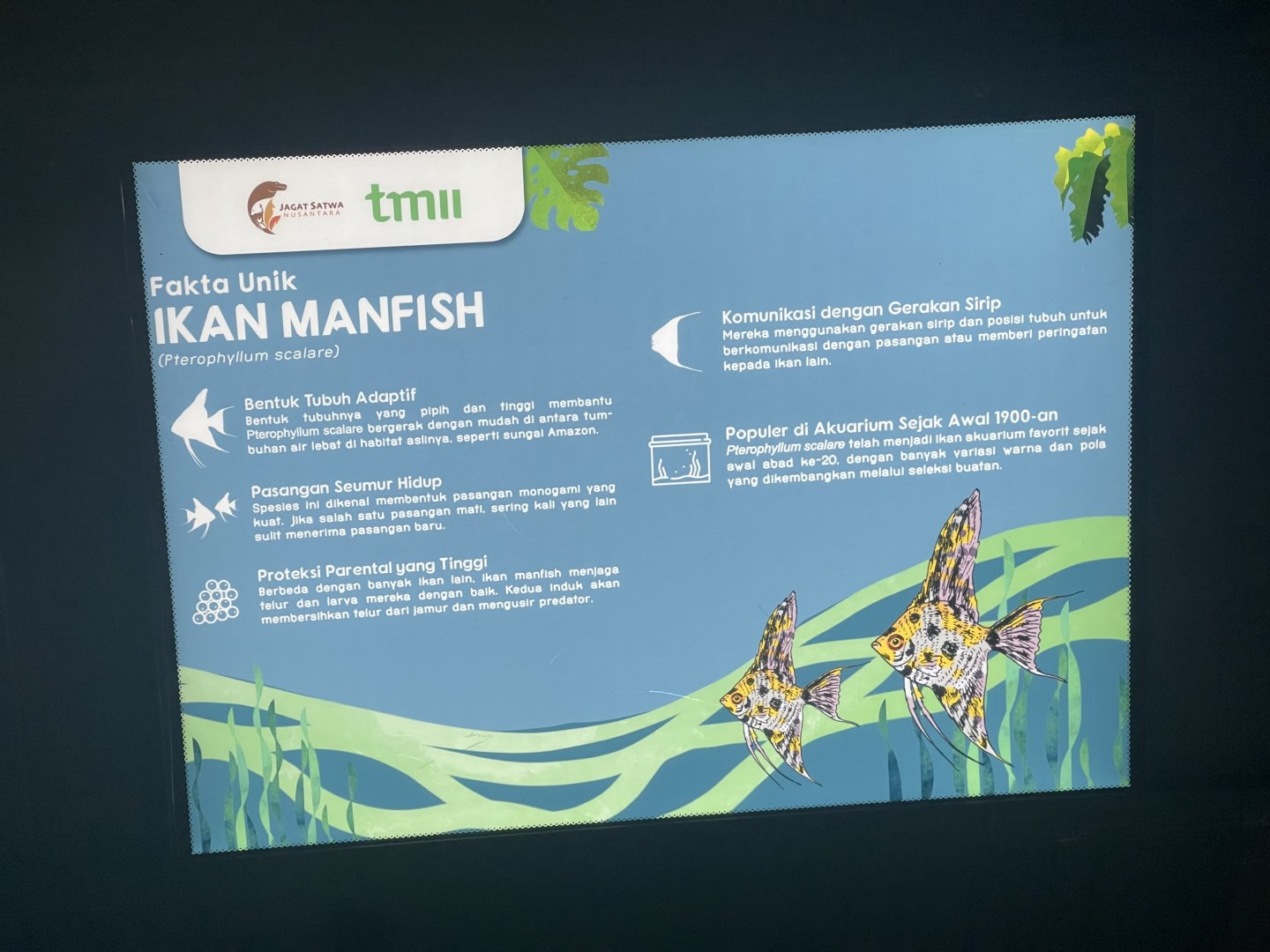 freshwater angelfish signage (2) - dunia air tawar