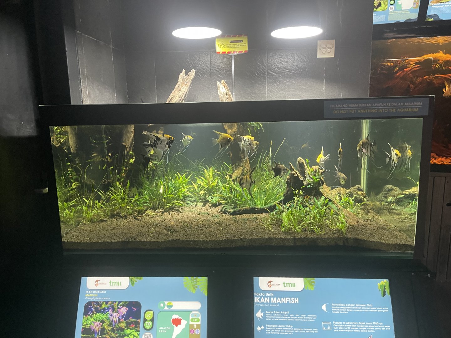 freshwater angelfish tank - dunia air tawar