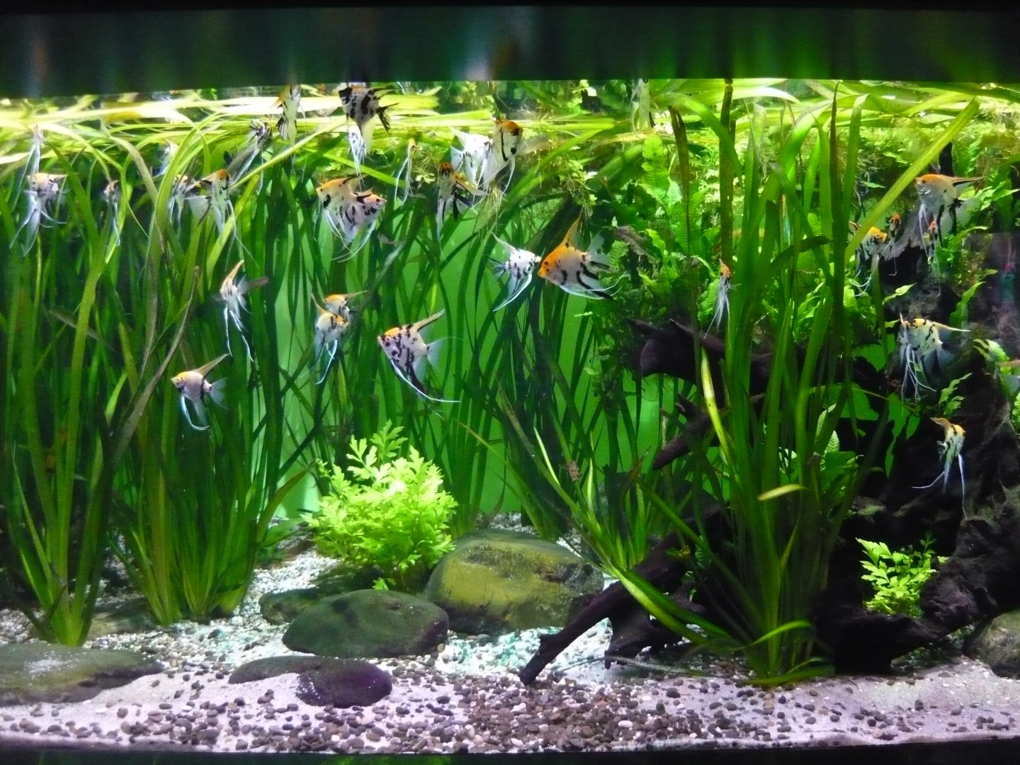 Freshwater angelfish tank