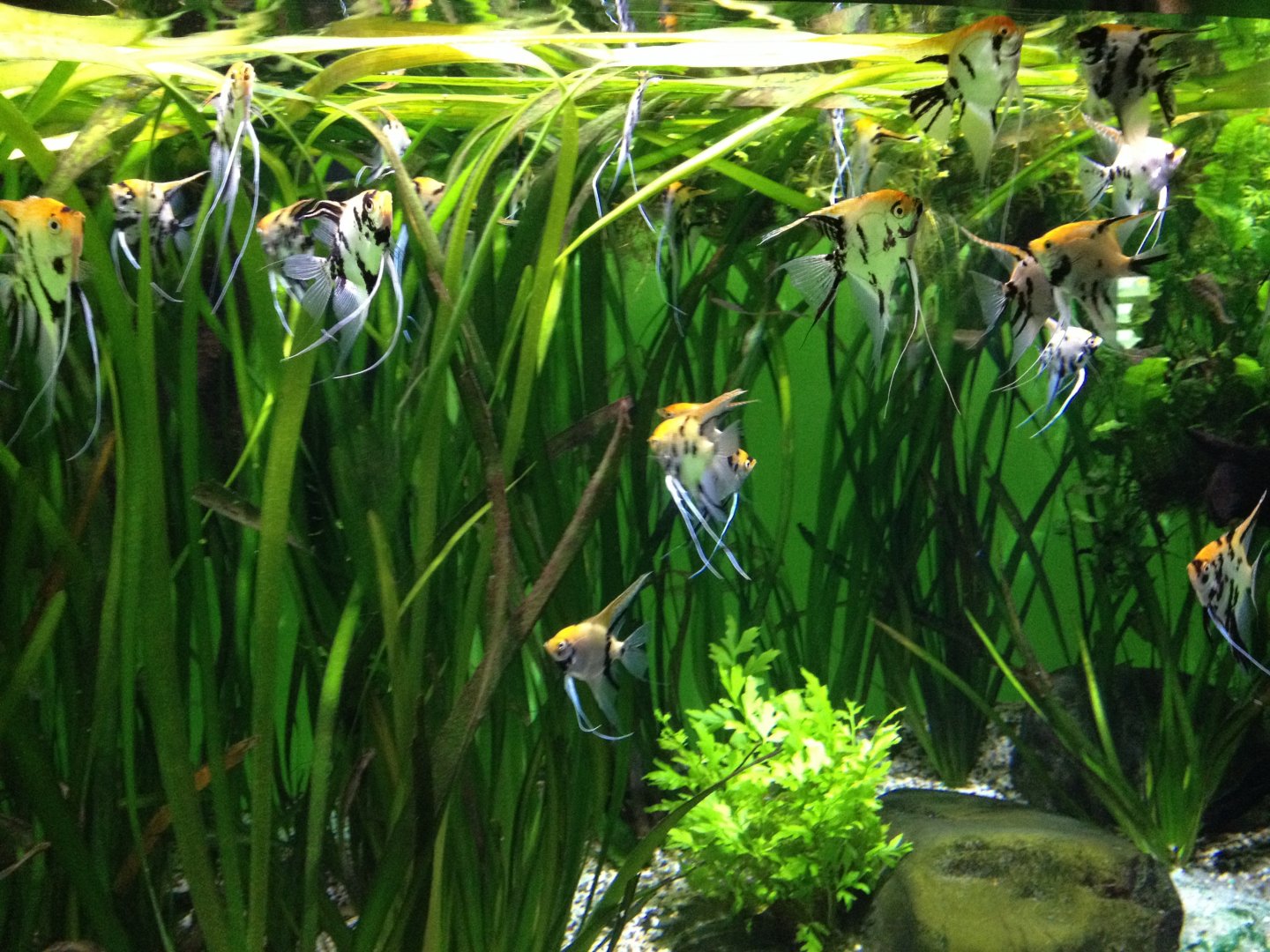 Freshwater angelfish tank