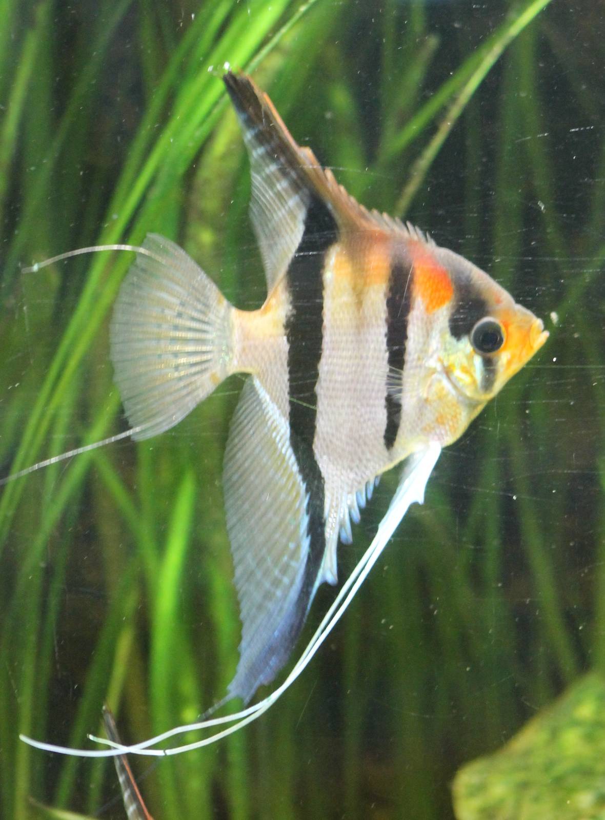 Freshwater angelfish