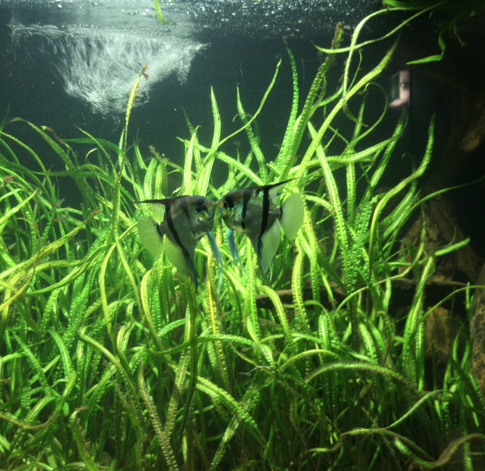 freshwater angelfish