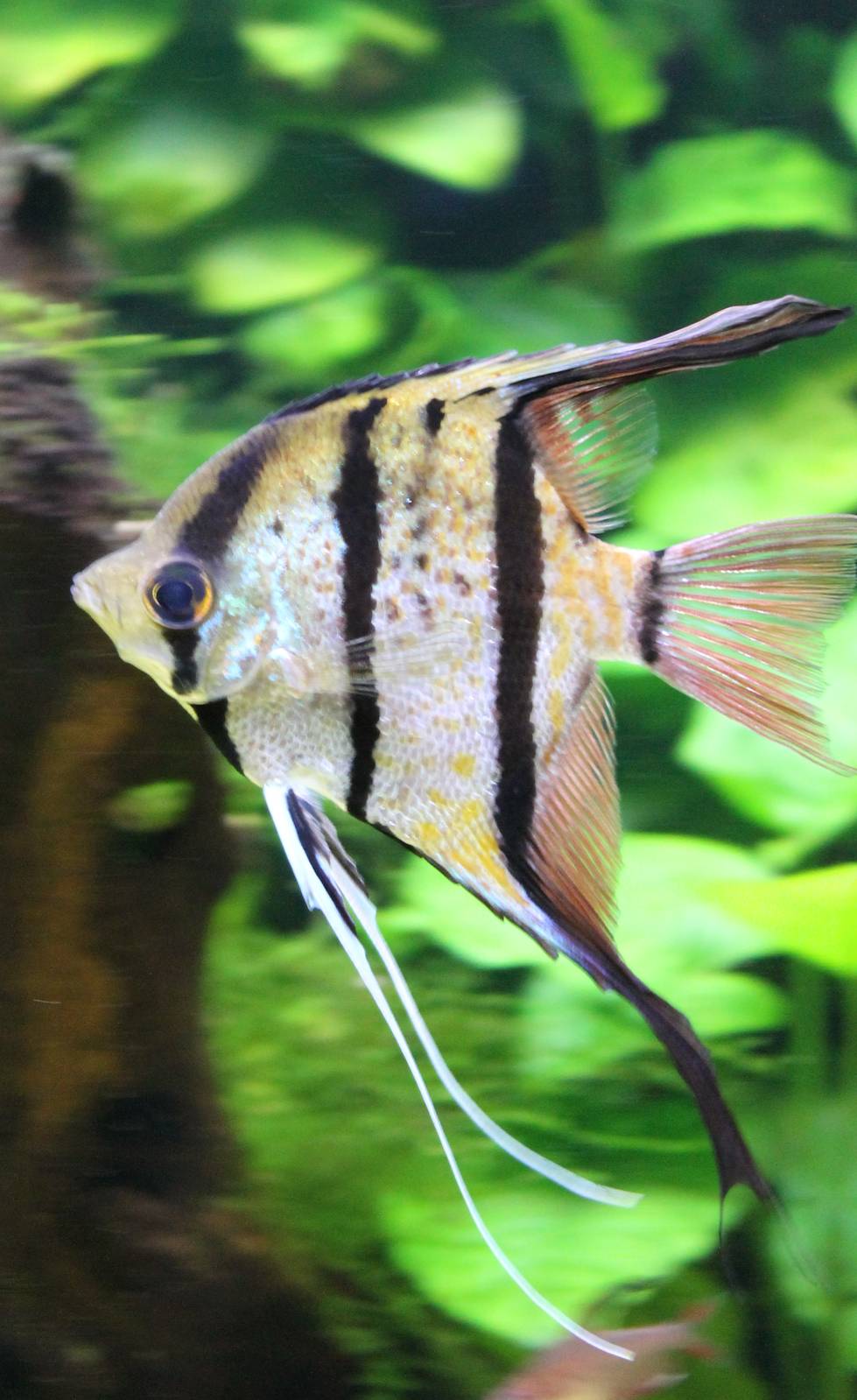 Freshwater angelfish