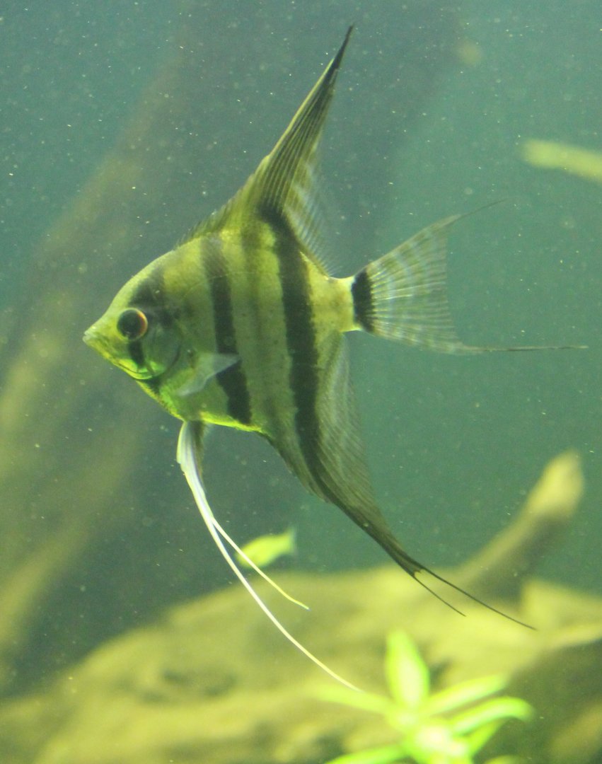 Freshwater angelfish