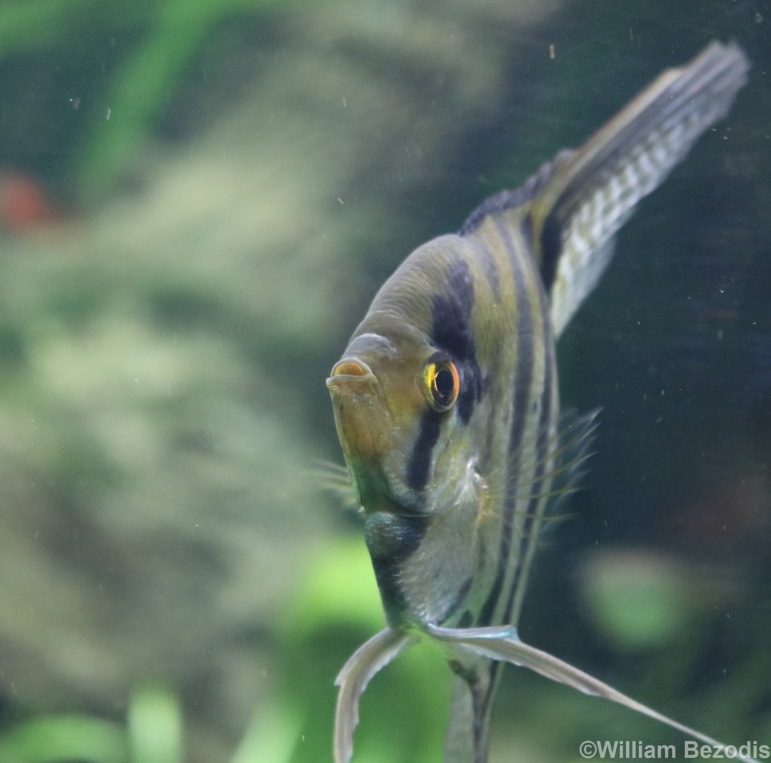 Freshwater Angelfish
