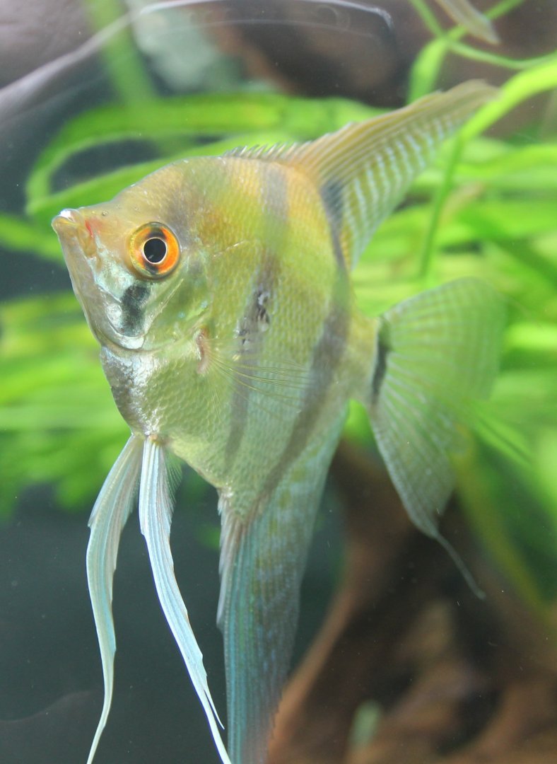 Freshwater angelfish
