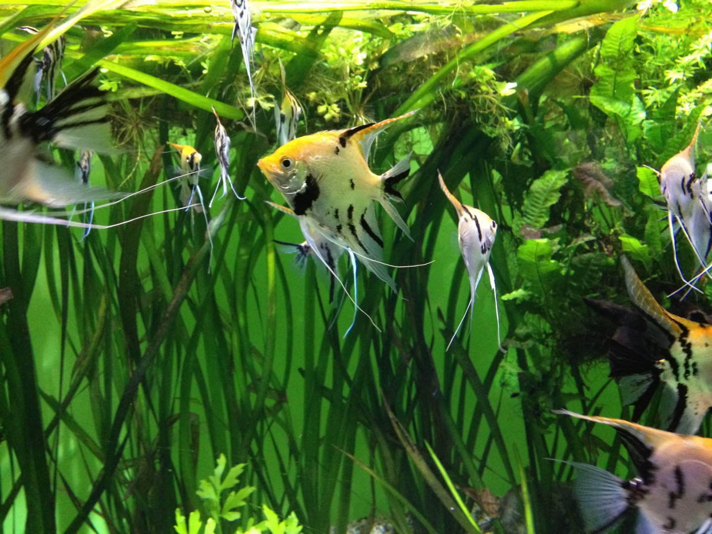 Freshwater angelfish