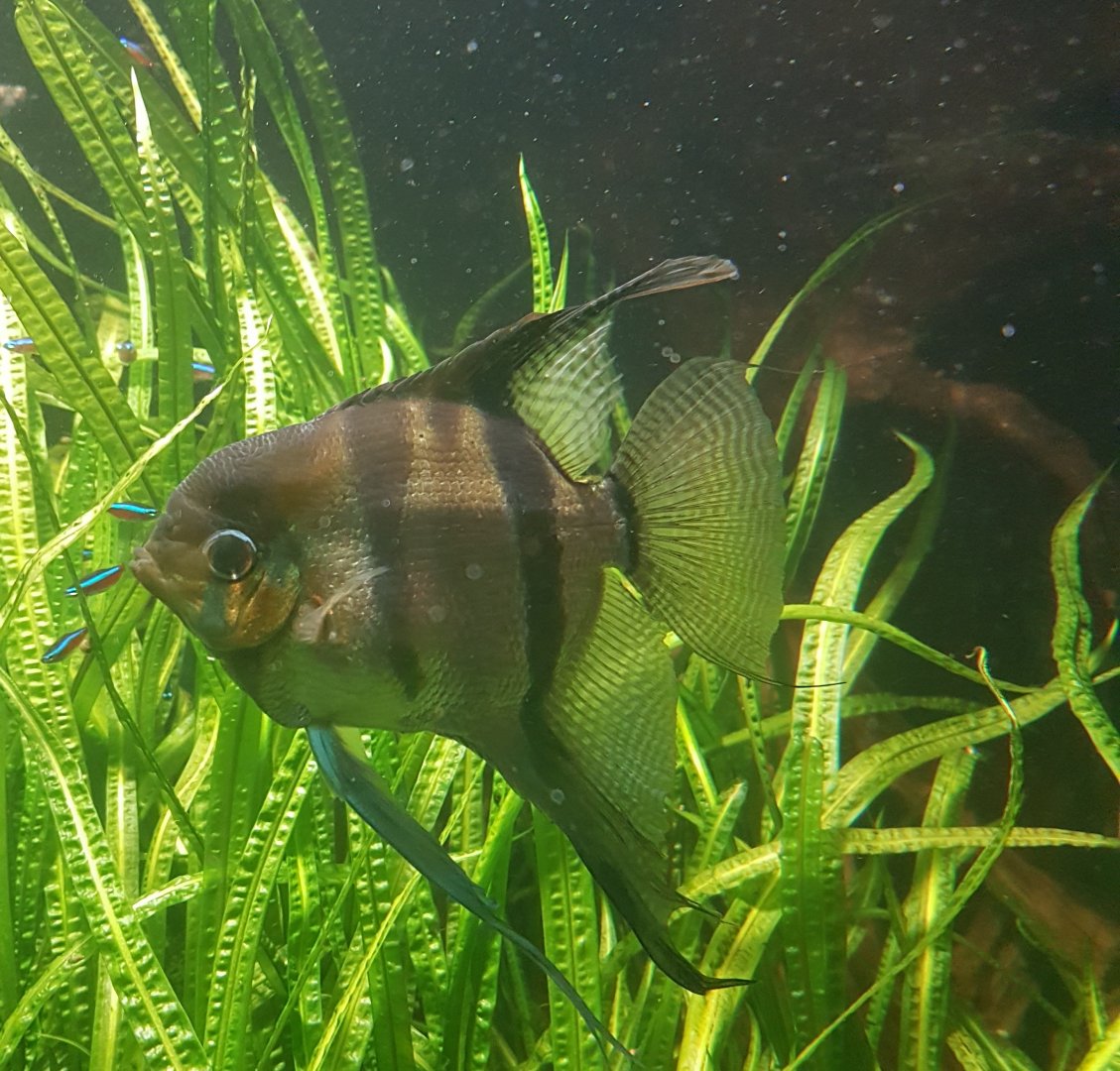 Freshwater angelfish