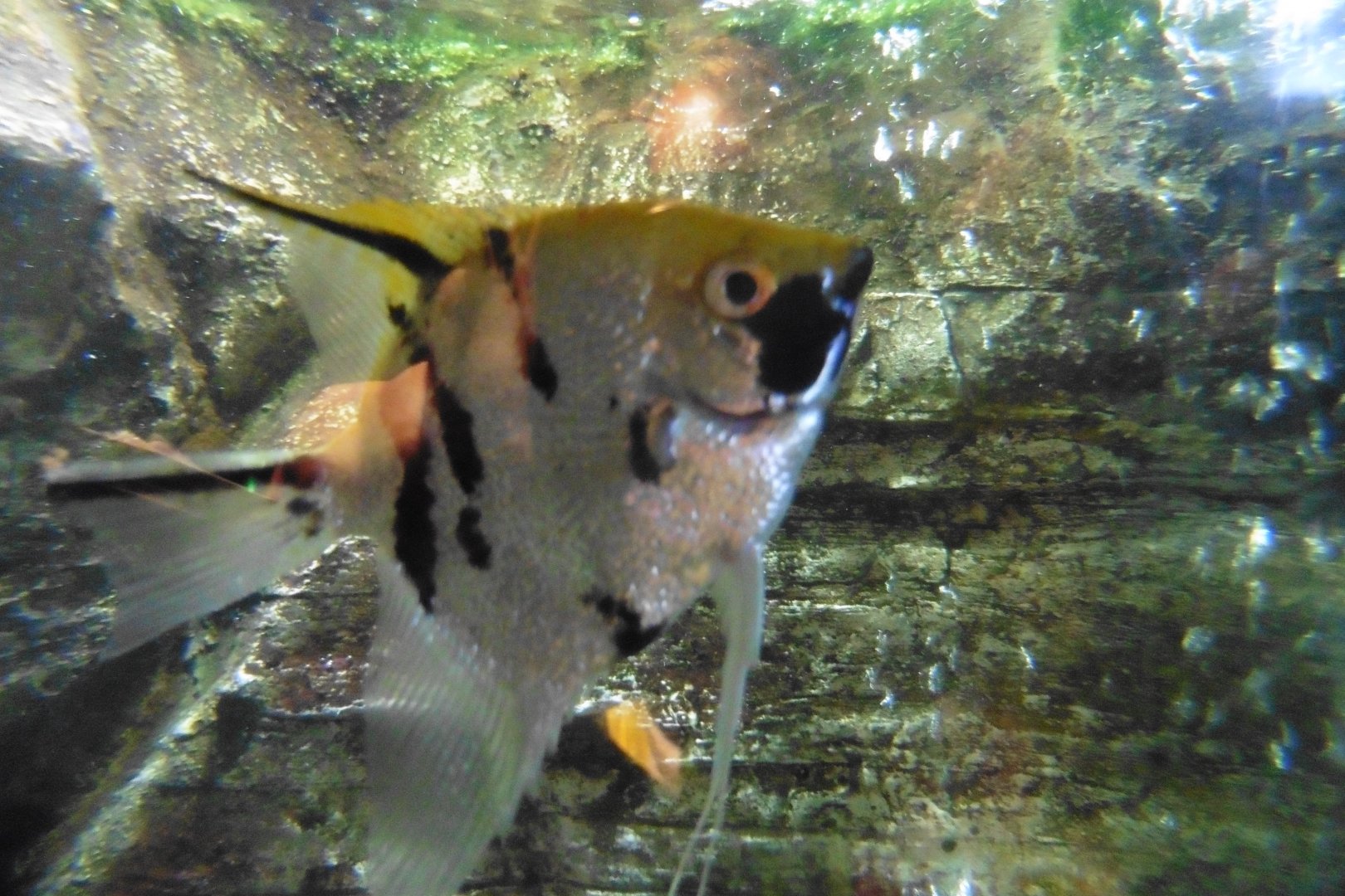 Freshwater Angelfish
