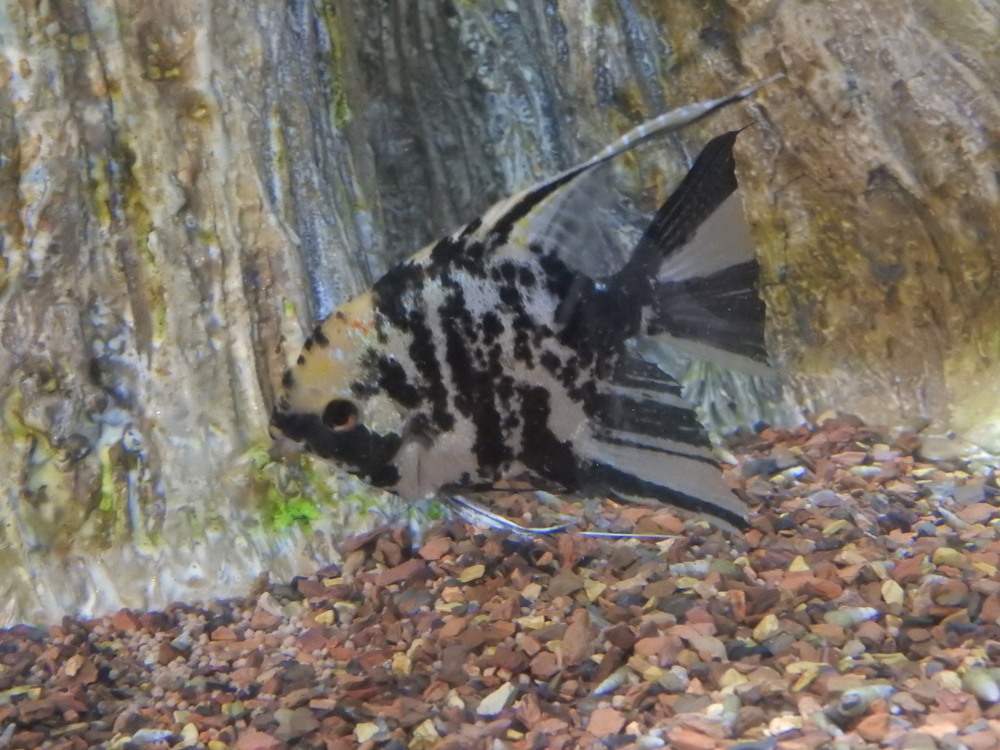 Freshwater Angelfish