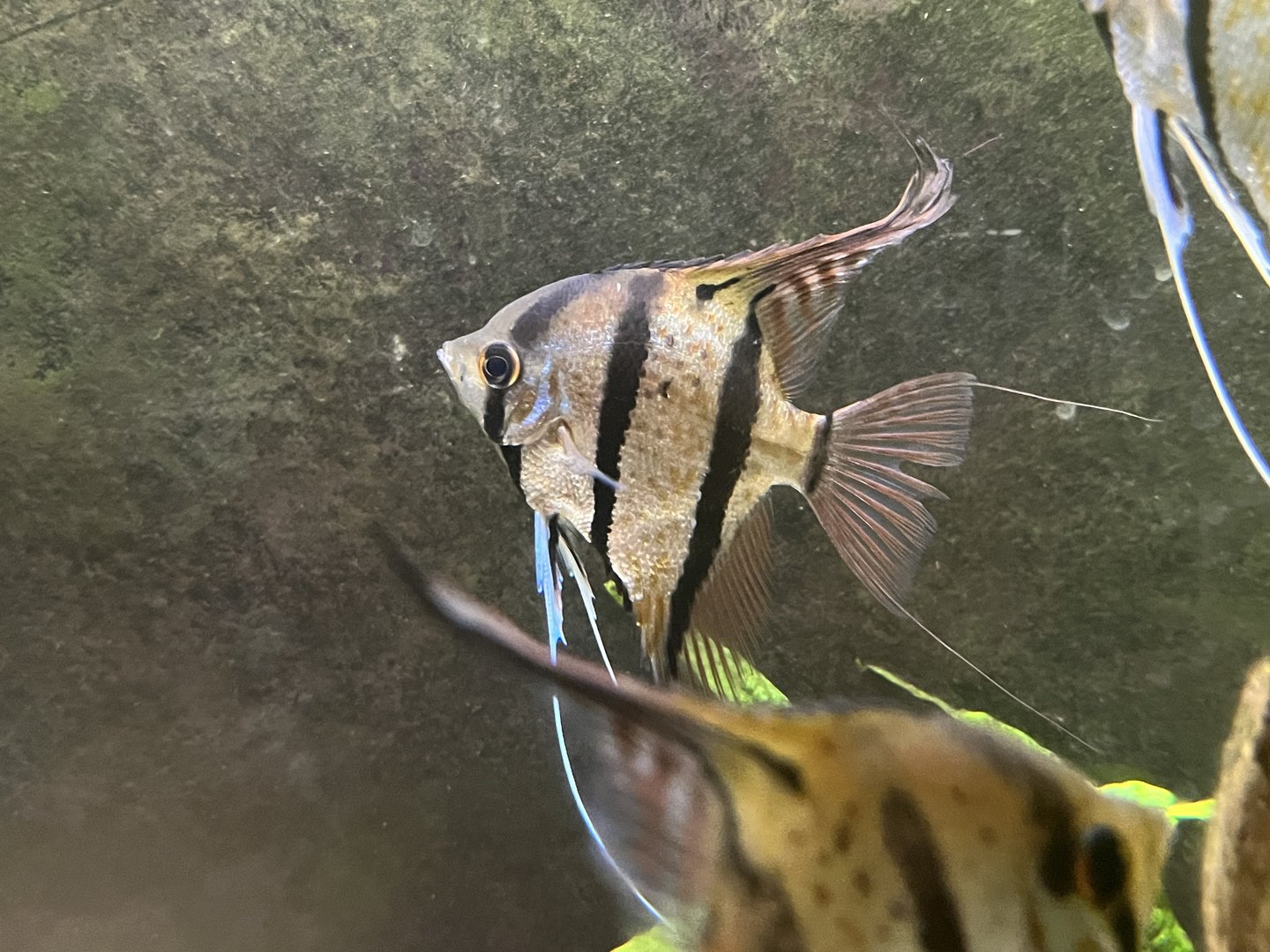 Freshwater Angelfish