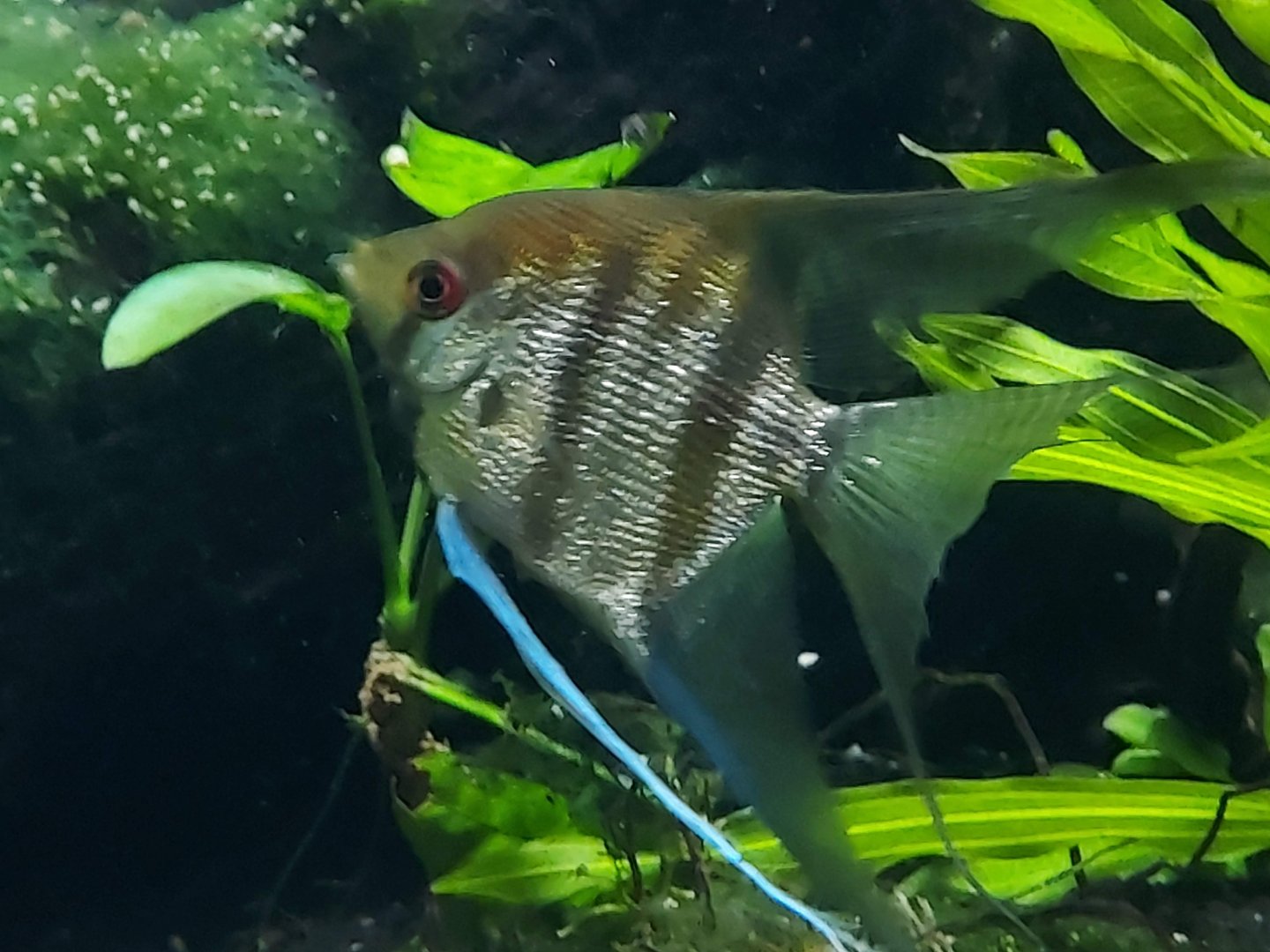 Freshwater Angelfish