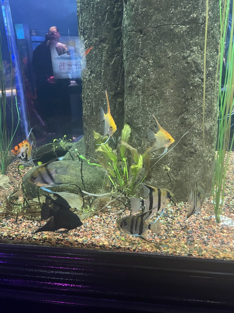 Freshwater Angelfish