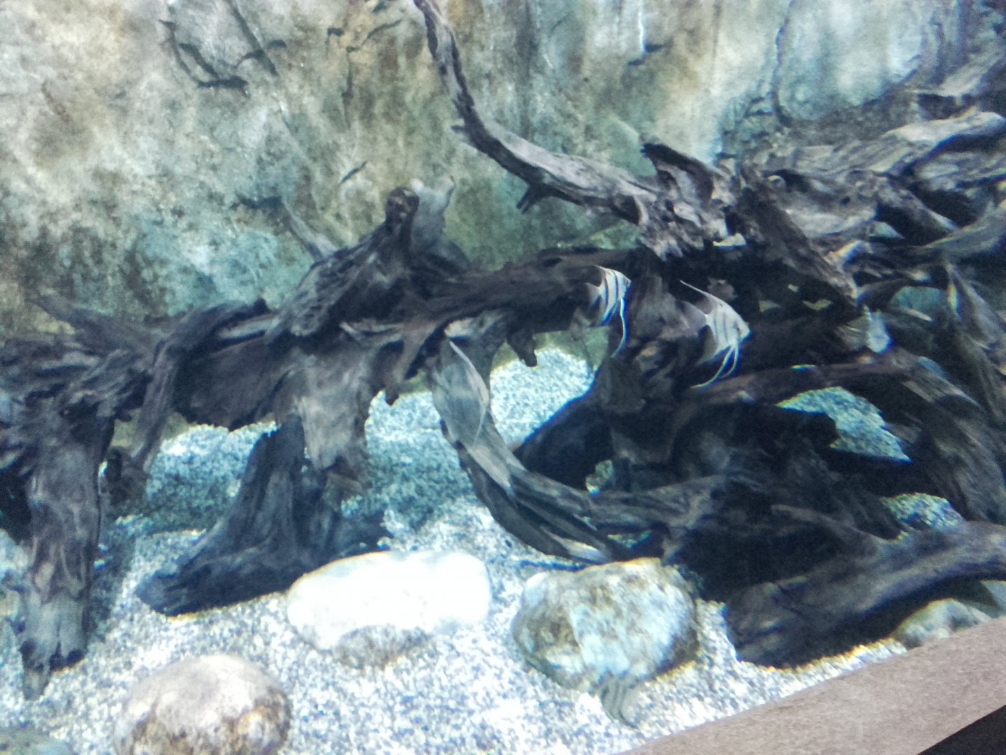 Freshwater angelfishes in large tank