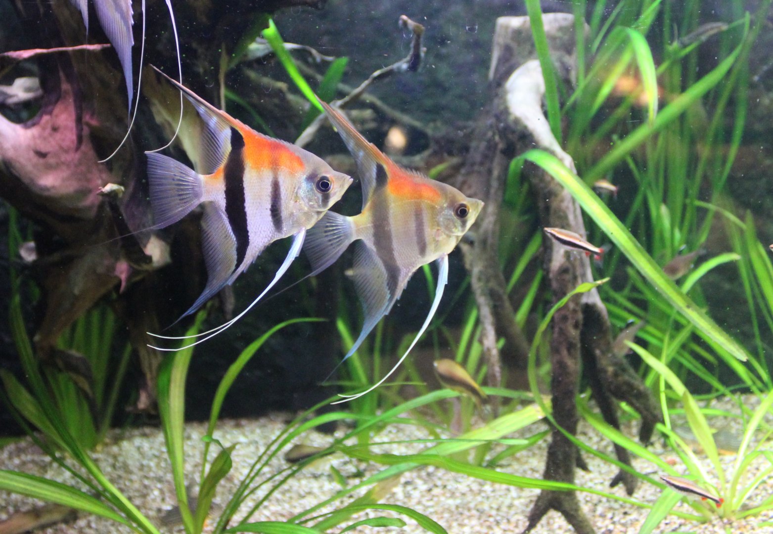 Freshwater angelfishes