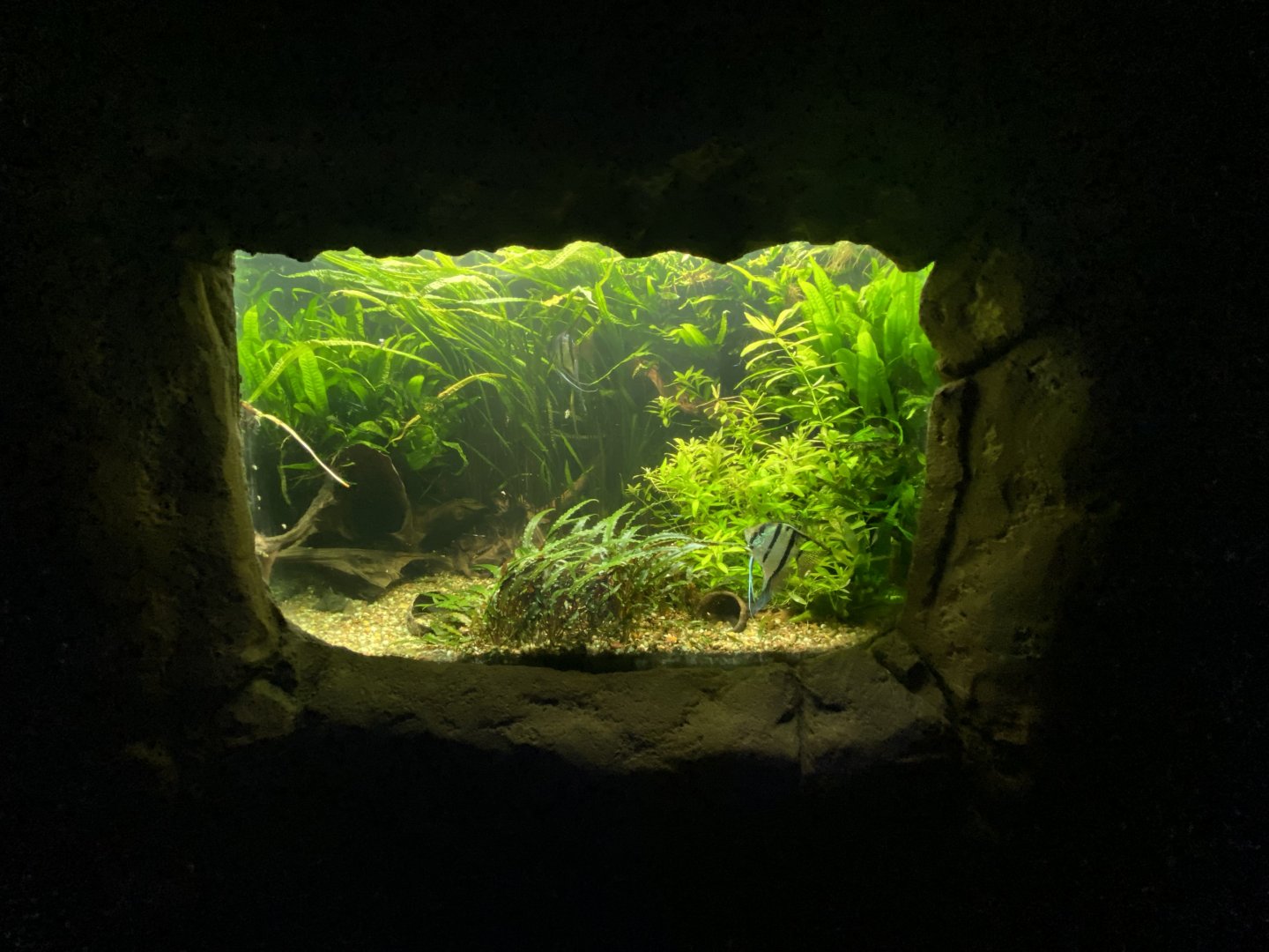 Freshwater angle fish aquarium