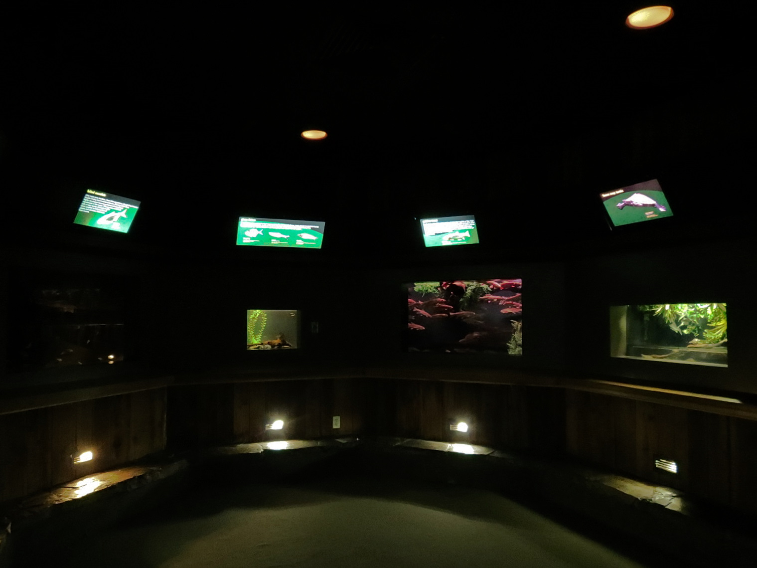 Freshwater Aquarium - Alcove 2