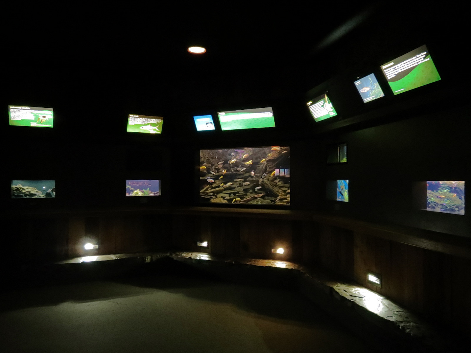 Freshwater Aquarium - Alcove 4