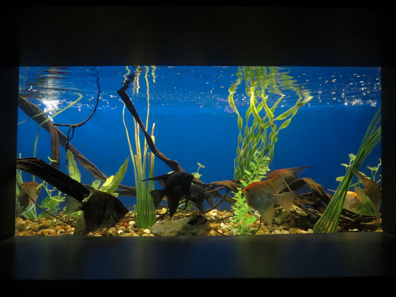 Freshwater Aquarium - Angelfish Exhibit