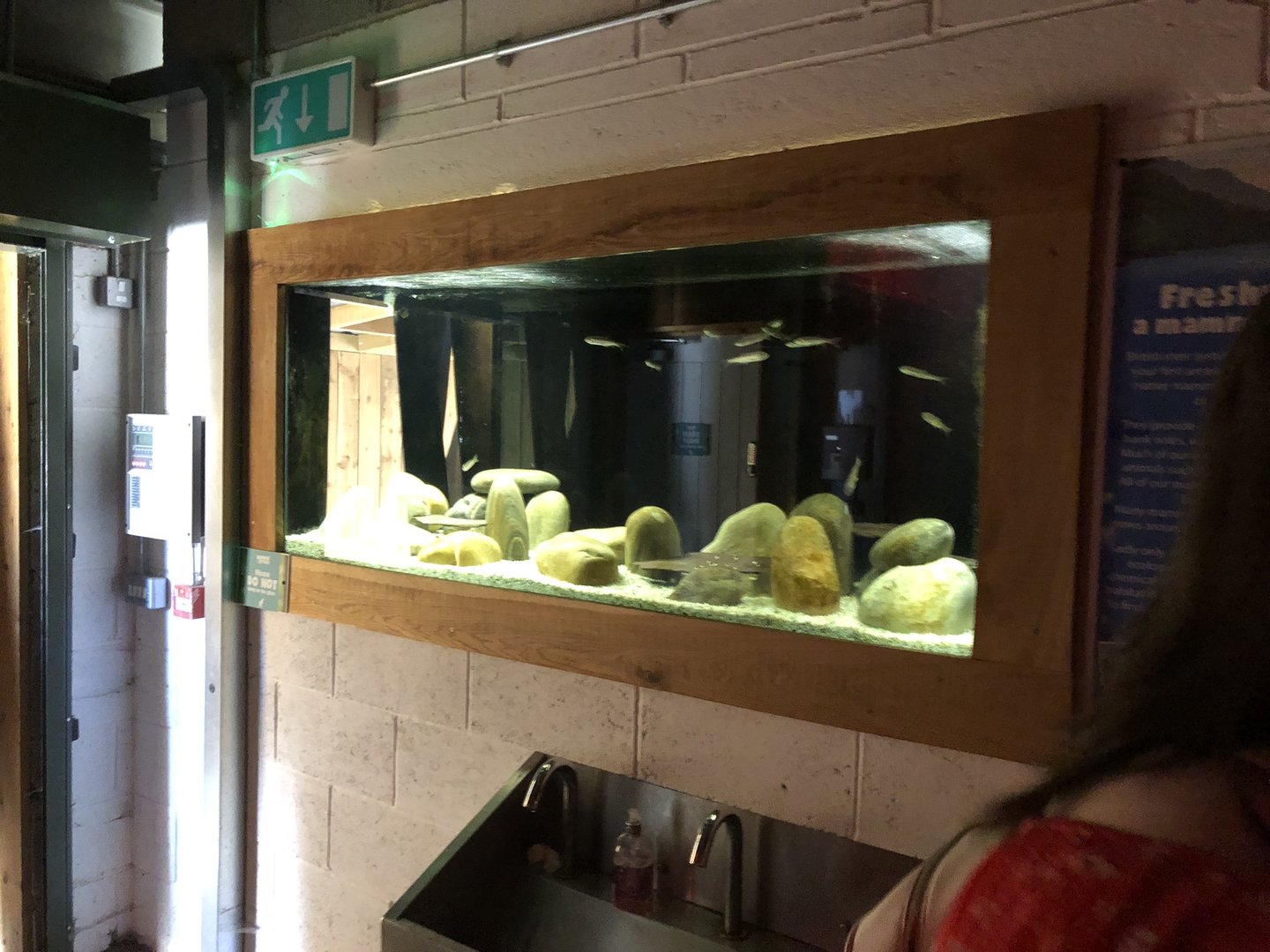 Freshwater Aquarium at Cannon Hall Farm (September 2023)