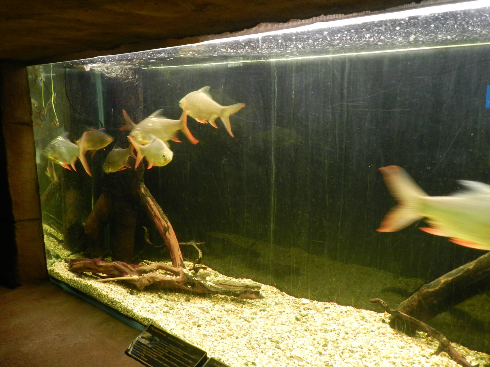 Freshwater Aquarium at Flamingo Land - 14/10/2012