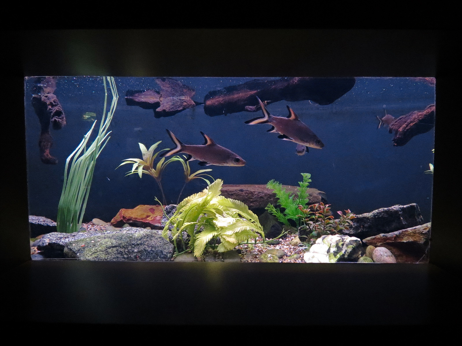 Freshwater Aquarium - Bala Shark Exhibit