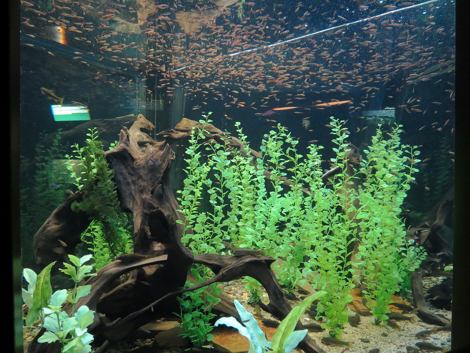 Freshwater Aquarium - Cardinal Tetra and Ghost Shrimp Exhibit