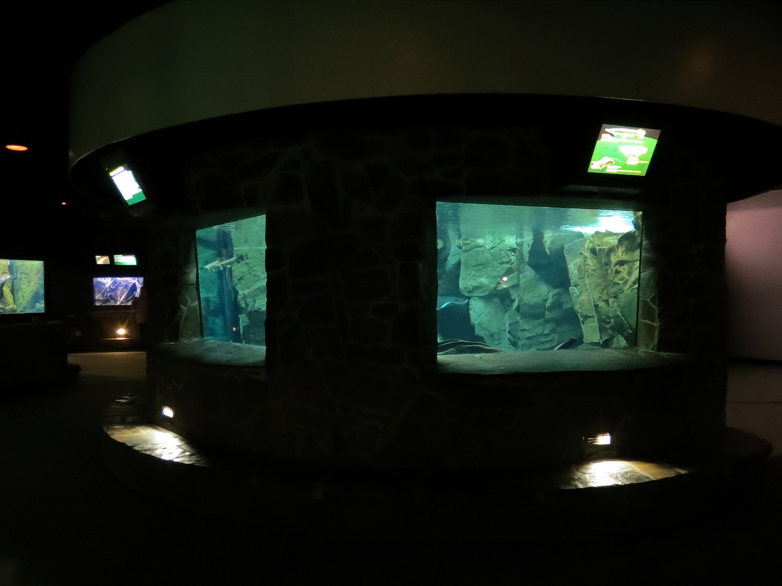 Freshwater Aquarium - Central Exhibit