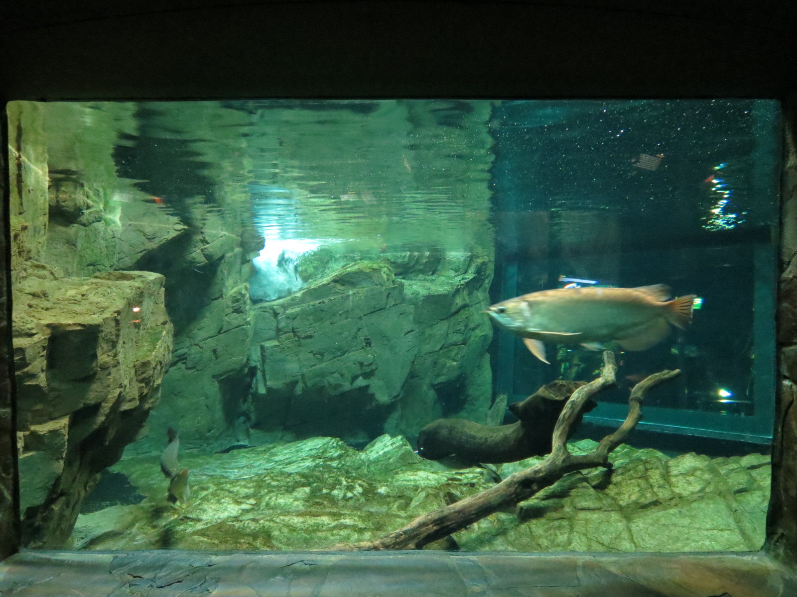Freshwater Aquarium - Central Exhibit