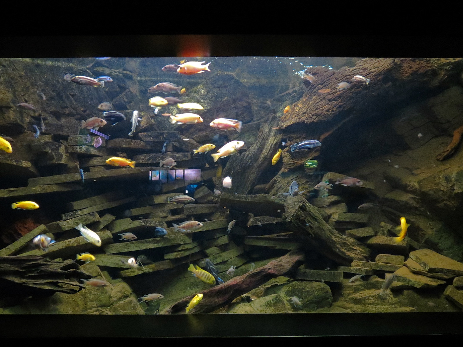 Freshwater Aquarium - Cichlid Exhibit