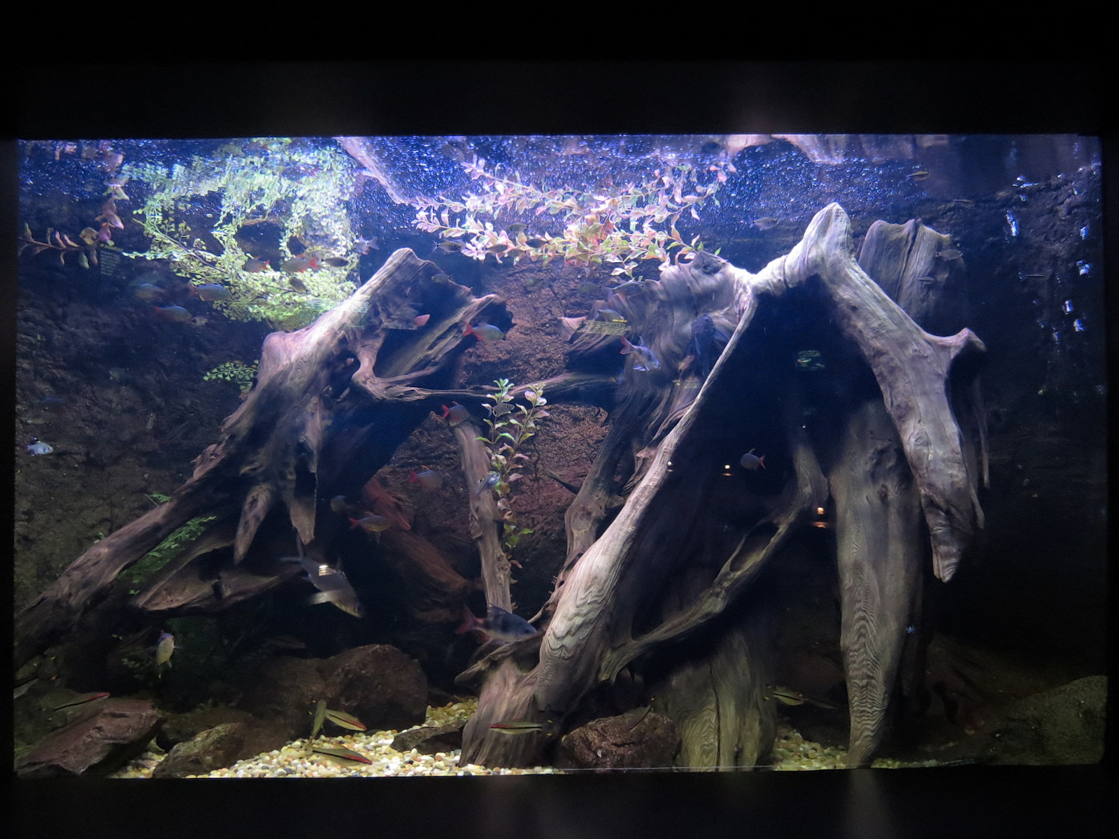 Freshwater Aquarium - Community Roles Exhibit