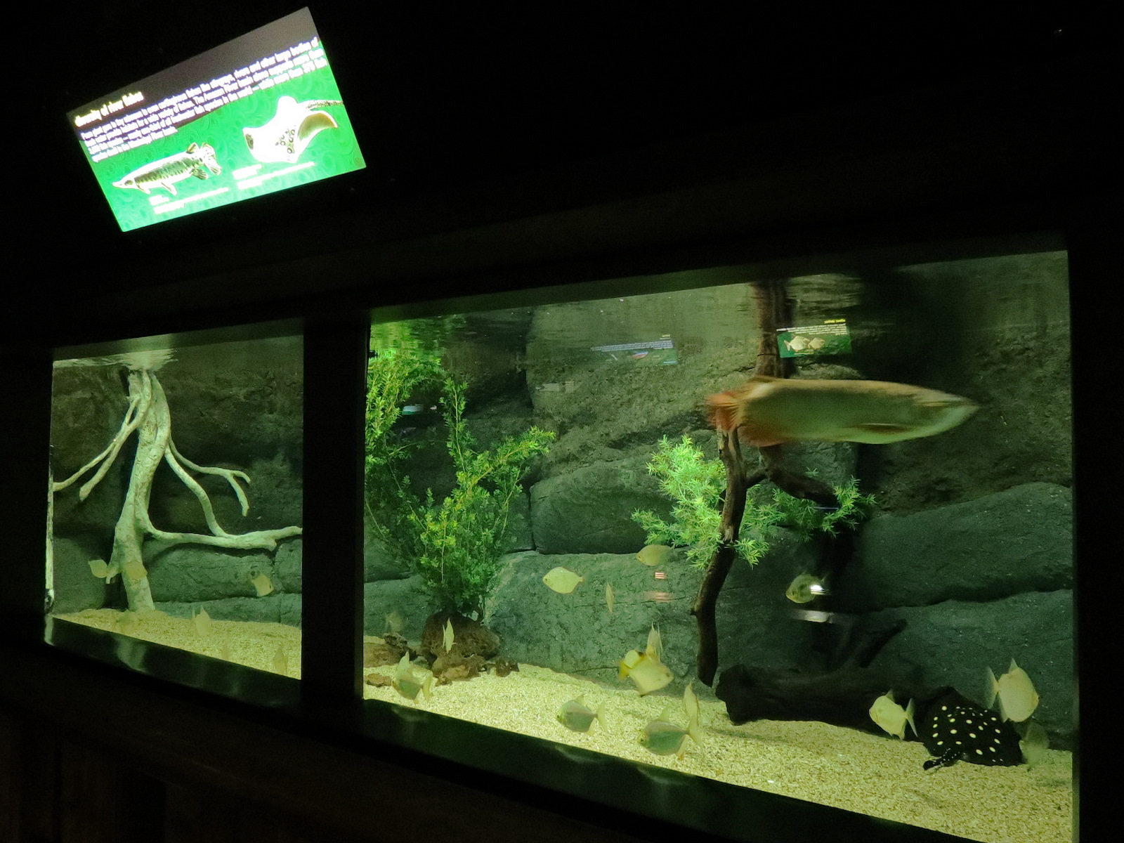 Freshwater Aquarium - Diversity of River Fishes Exhibit