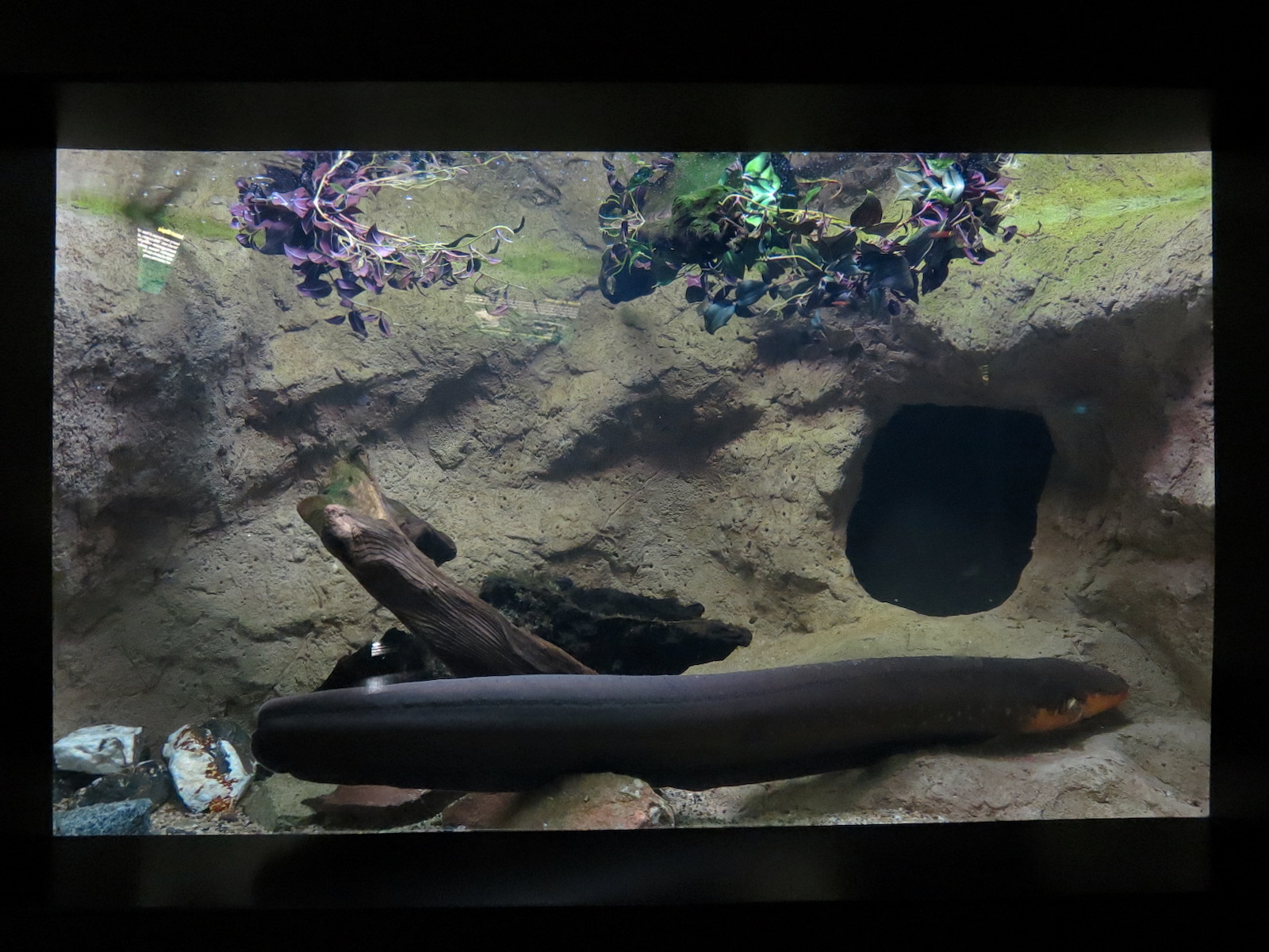 Freshwater Aquarium - Electric Eel Exhibit