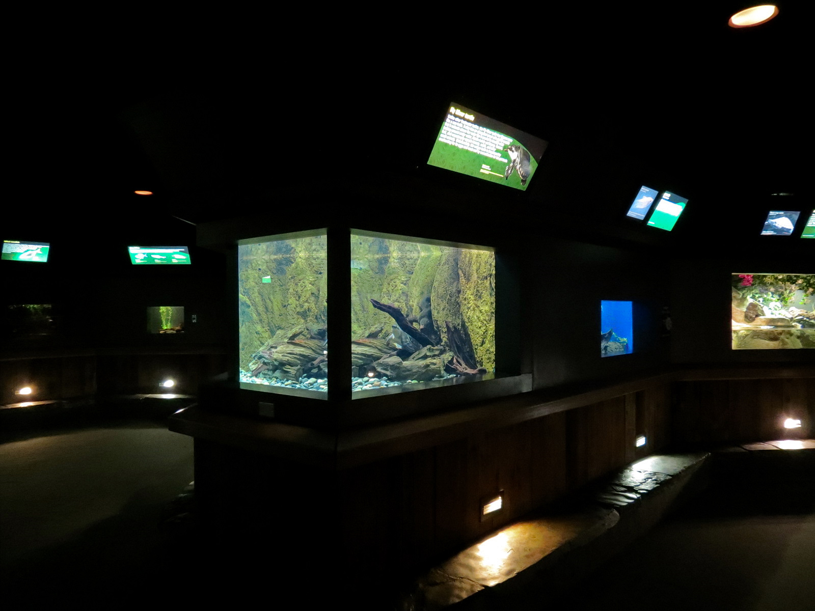 Freshwater Aquarium - Fly River Turtle Exhibit