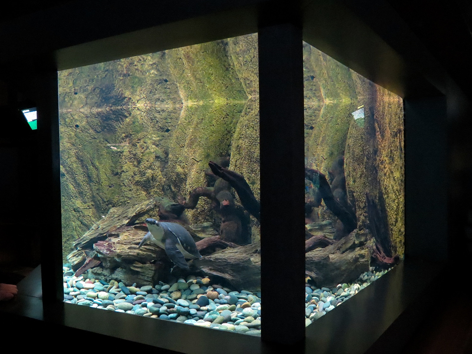 Freshwater Aquarium - Fly River Turtle Exhibit